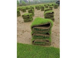 [大叶油草草卷、草皮]台湾草卷厂家