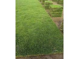 [兰引三号草]兰引三号草多少钱一平_高尔夫草皮相关
