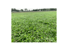 [兰引三号草]兰引三号草坪