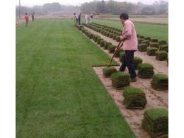 [兰引三号草]兰引三号草销售