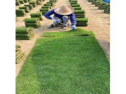 [兰引三号草]绿色兰引三号生产厂家