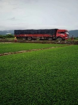 台湾草卷批发