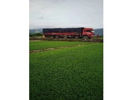 [台湾草]台湾草卷批发