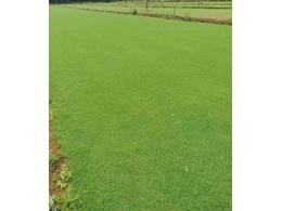 [台湾草]深圳市台湾草