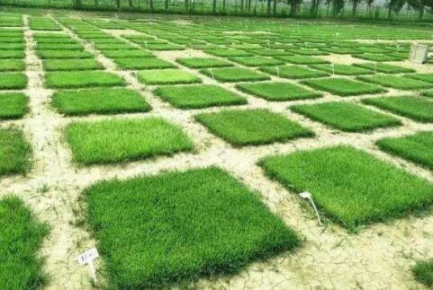 绿化草坪及养护管理