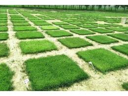 常用绿化草坪及养护管理