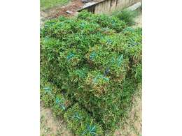 绿化草皮批发