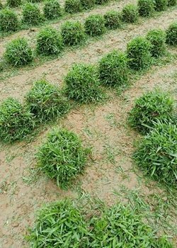 惠州绿化草卷供应