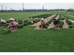 广东绿化草卷厂家