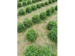 惠州绿化草卷供应