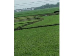 深圳台湾草供应