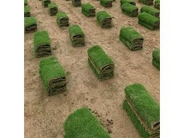 台山台湾草卷批发