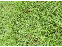 大叶油草皮销售