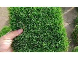 [兰引三号草]马尼拉草坪的养护