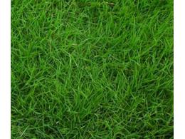 马尼拉草坪是什么草,多少钱一平方?