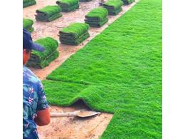 马尼拉草坪优缺点介绍
