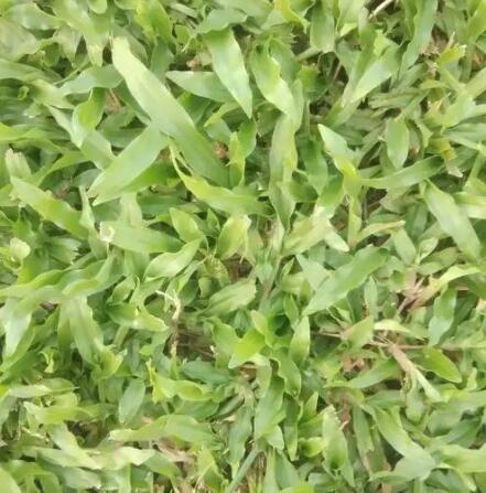 绿化草坪