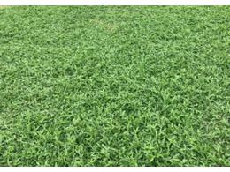 最常见的草坪草是什么？