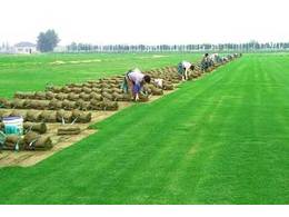 南昌兰引三号草皮批发