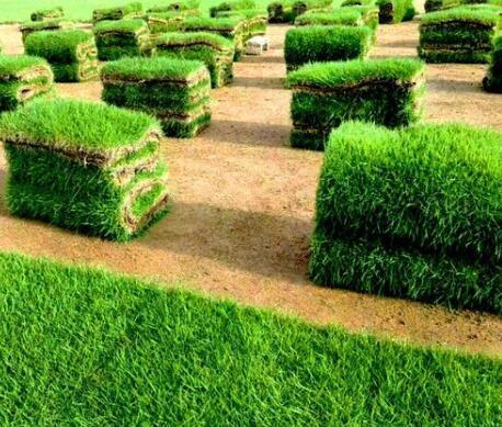 绿化草坪的建植和幼坪养护