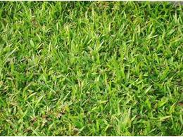 如何进行绿化草坪的建植和幼坪养护探讨