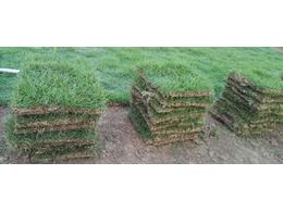 马尼拉草坪的优缺点有哪些