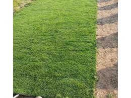 高尔夫球场适合什么草坪?