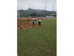 大叶油草卷供应