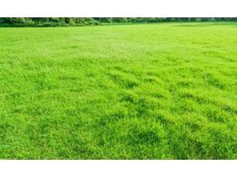 如何进行城市绿化草坪的建植和养护管理