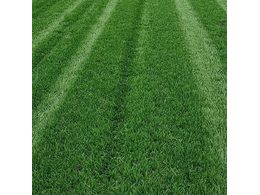 质量好的绿化草坪多少钱