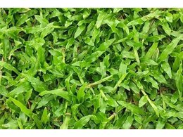 茂沁草坪多少钱一方