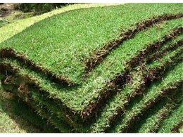 大叶油草皮种植基地直销