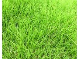 高尔夫里面都用什么品种的草坪？