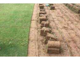 兰引三号草卷找哪家