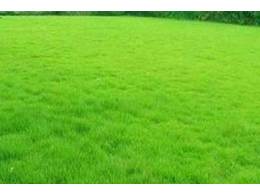 兰引三号草出售