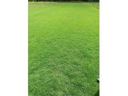 茂沁马尼拉草订购