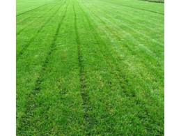 休闲景观草坪生产厂家.