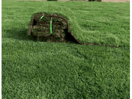 运动场草坪的建植方法.