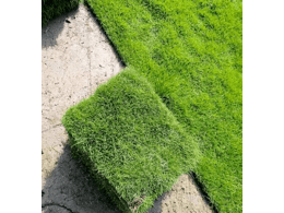 台湾草的优缺点有哪些.