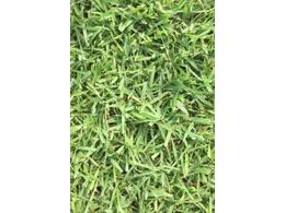 花都区兰引三号草订购