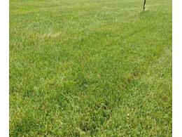 南山高尔夫球场草坪管理