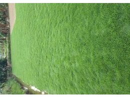 观澜绿化草卷供应