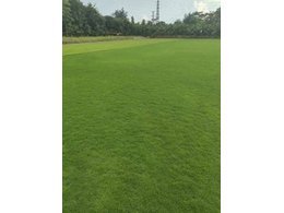 东莞造型精美的草坪