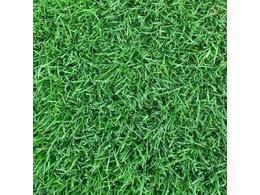 广东大叶油草卷源头草场