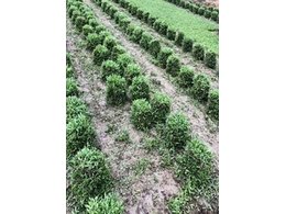 台湾草卷多少钱一捆