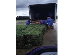 马尼拉草卷销售