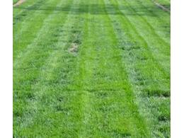 忻城大叶油草卷厂家