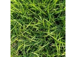 小楼农户自销草皮卷