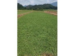 新塘绿化草卷销售