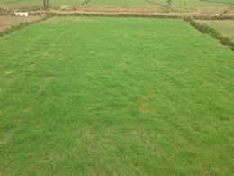 绿化草坪基地-一平多少钱